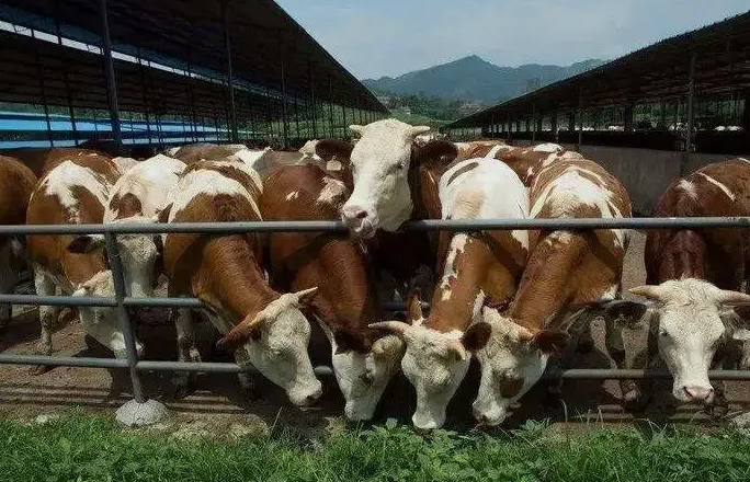 養(yǎng)殖污水處理設備是如何處理污水并實現(xiàn)排放達標的？